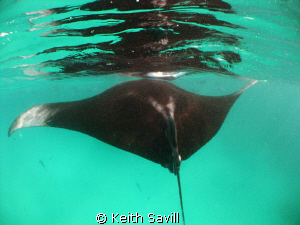 Manta Reflections by Keith Savill 